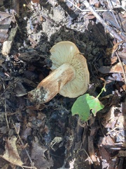 Tricholoma fulvum