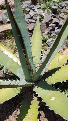Agave xylonacantha