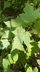 Acer spicatum