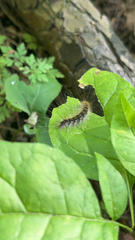Hyphantria cunea