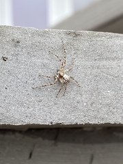 Philodromus spectabilis