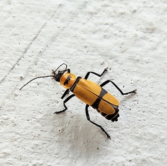 Chauliognathus nigrocinctus