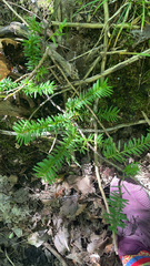Taxus canadensis