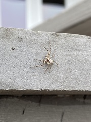 Philodromus spectabilis