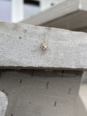 Philodromus spectabilis