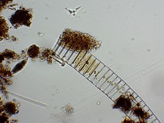Fragilaria