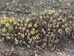 Aeonium