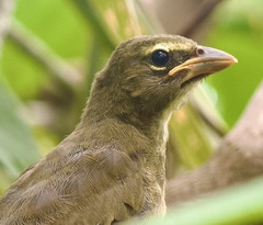 Saltator olivascens