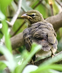 Saltator olivascens