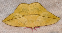 Lonomia electra