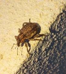 Brachypera zoilus