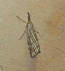 Chrysocramboides craterella