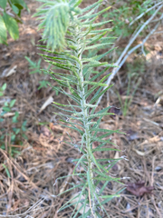 Liatris
