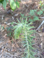 Liatris