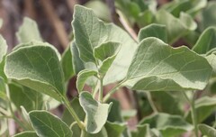 Physalis cinerascens