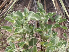 Physalis cinerascens