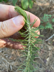 Liatris