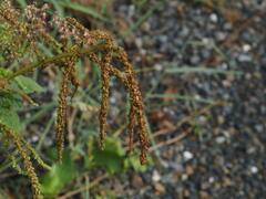 Amaranthus viridis