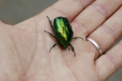 Protaetia speciosissima