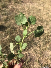 Modiola caroliniana
