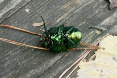 Protaetia speciosissima