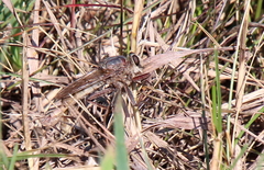 Proctacanthus milbertii