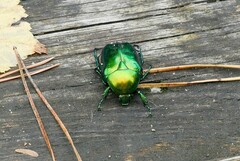 Protaetia speciosissima