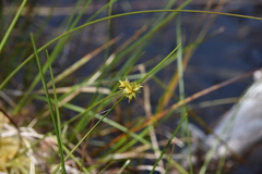 Carex echinata