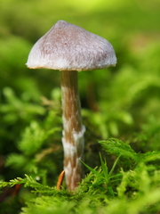 Cortinarius flexipes
