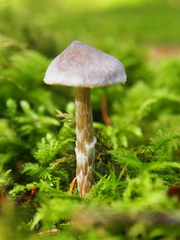 Cortinarius flexipes