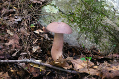 Tylopilus violatinctus