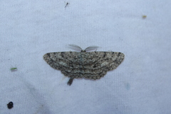 Hypomecis umbrosaria