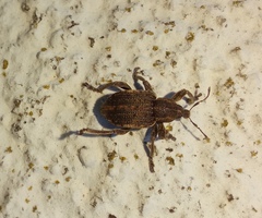 Brachypera zoilus
