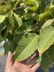 Angiospermae