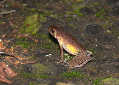 Pulchrana baramica