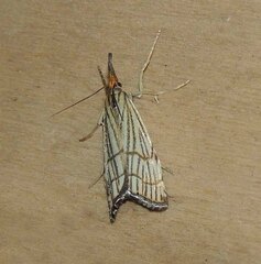 Chrysocramboides craterella