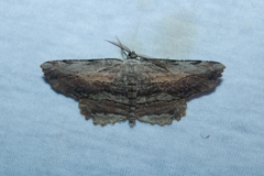 Lytrosis unitaria