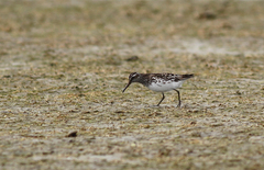 Calidris falcinellus