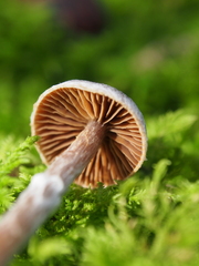 Cortinarius flexipes
