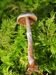 Cortinarius flexipes