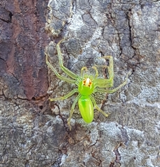Lyssomanes viridis