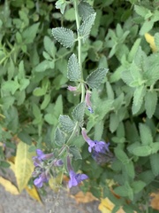 Nepeta
