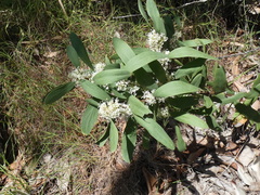 Hakea florulenta