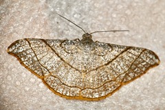 Semiothisa divergentata