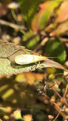 Oecanthus