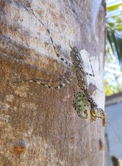 Liturgusidae