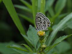 Leptotes plinius