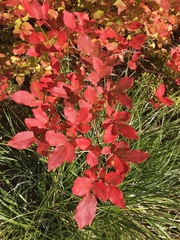 Vaccinium membranaceum