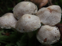 Psathyrella cotonea