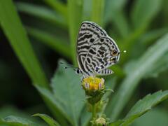 Leptotes plinius
